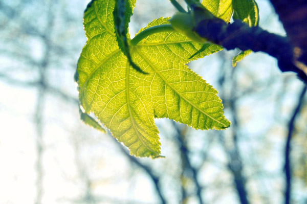 在线呼叫网页版软件